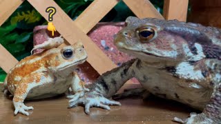 glare at each other 🐸 (Frog \& Toad \& Salamander) summary