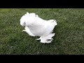 Бухарские Белые/Bucharische doppelkuppige/Buchara Pigeons.