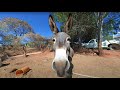 Burro en realidad virtual | VR Experience #56