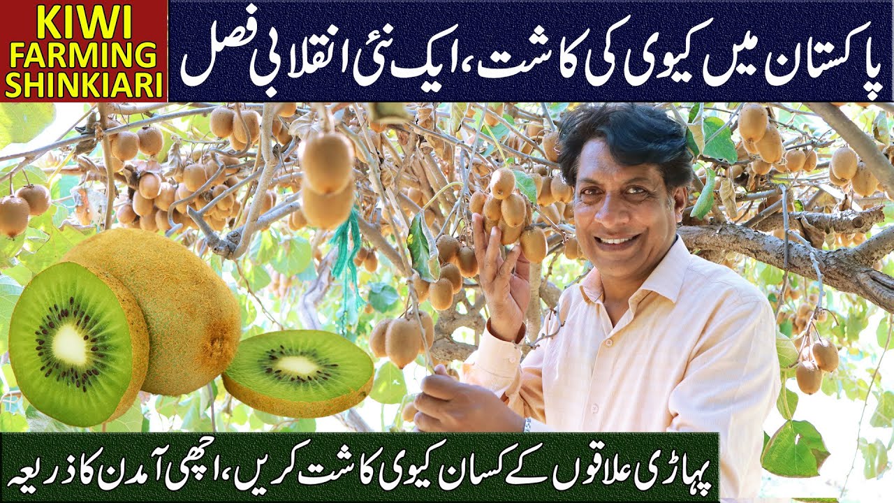 Pakistan’s First Kiwi Orchard | NTHRI Shinkiari Mansehra | Arshad VLOG
