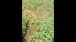 Quinoa India, Indian quinoa,  Quinoa farming