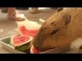 Capybara eat watermelon (カピバラ スイカを満喫)