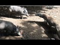 the moment when the wild boar looks for leftover food near its predator (komodo)