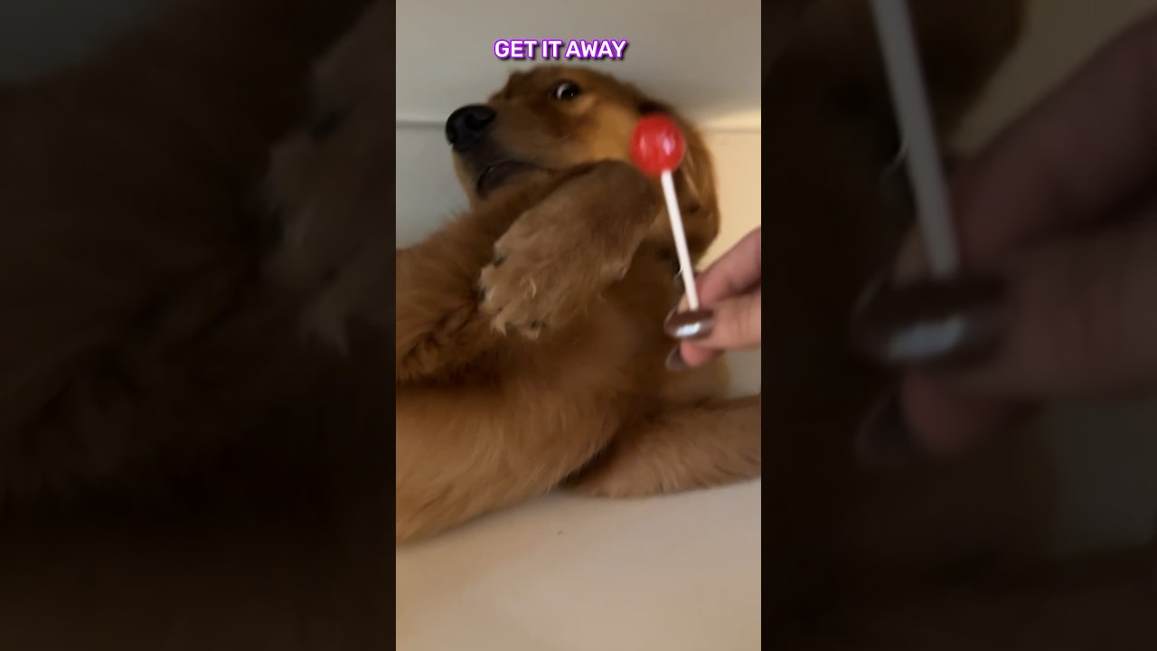 My Dogs Biggest Fear…