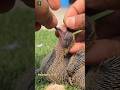 Baby paloma treatment #pigeon #shorts