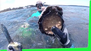 Massive Abalone, Oyster & Mussel Feast - Tasmania Seafood EP.465