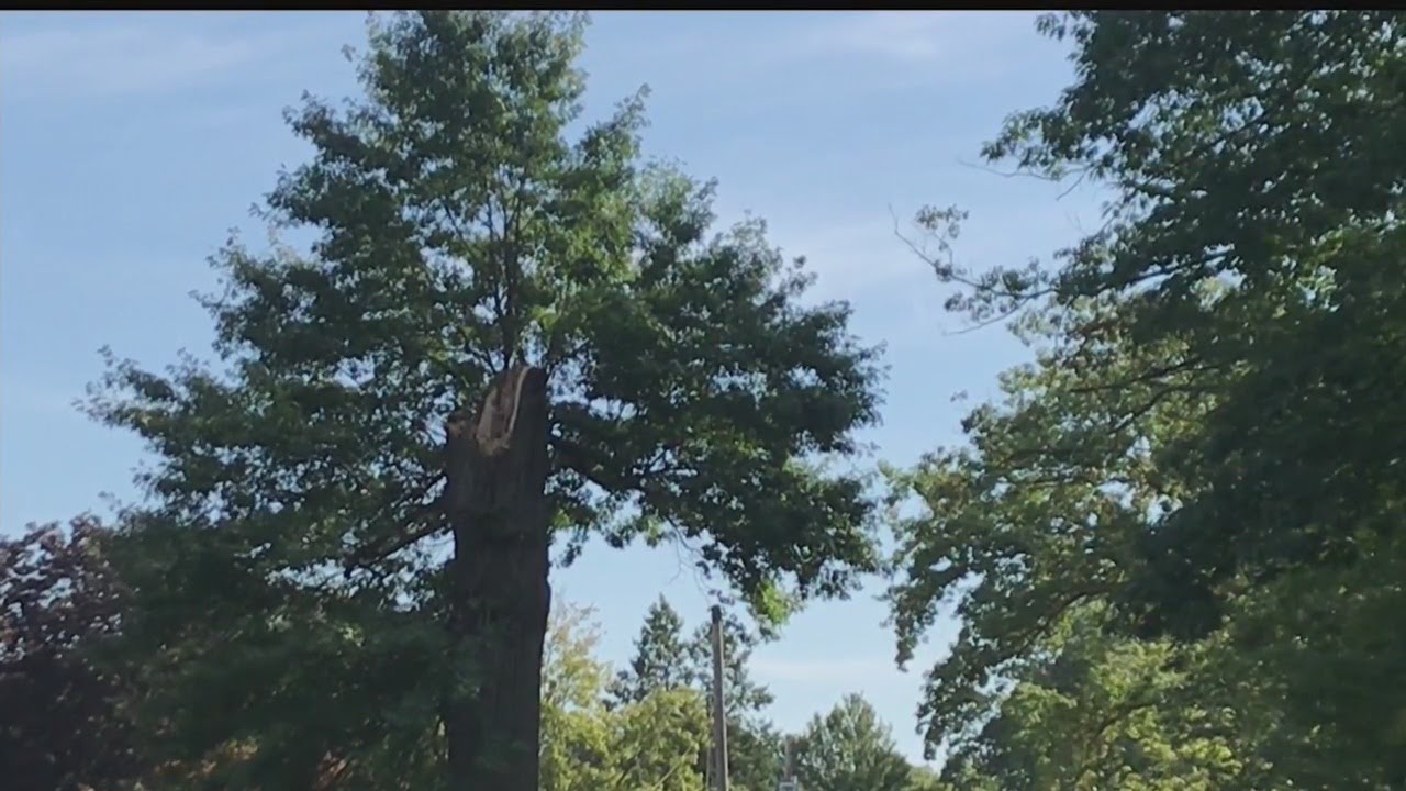 sharon white Tree falls on car, injures girl in Sharpsville