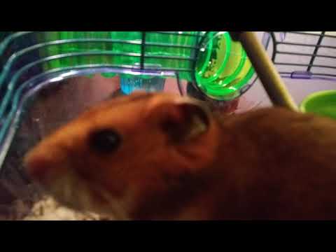 10 Hamster Facts All About Hamsters Youtube