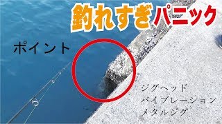 【釣れすぎ動画】堤防内の尺魚躱して足元で(289話目)