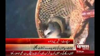 Trout Fish Farming in Swat, Pakistan.flv