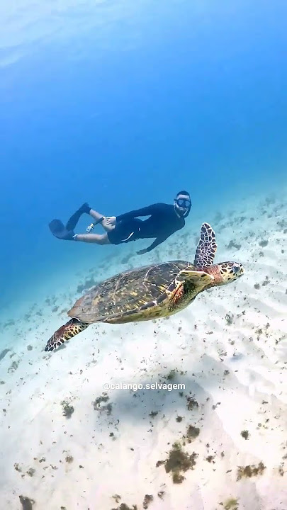 NADANDO COM UMA TARTARUGA MARINHA 🥹
