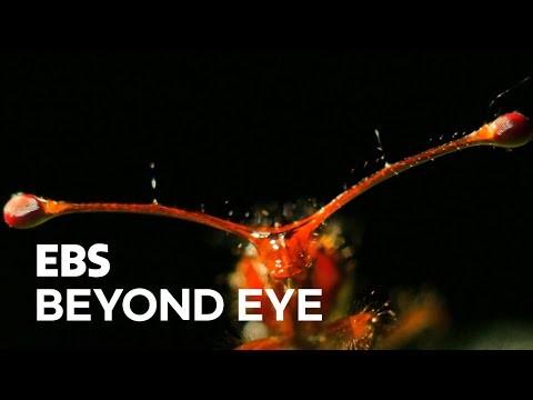 Video: Hur stor är en fluga med stjälkögda?