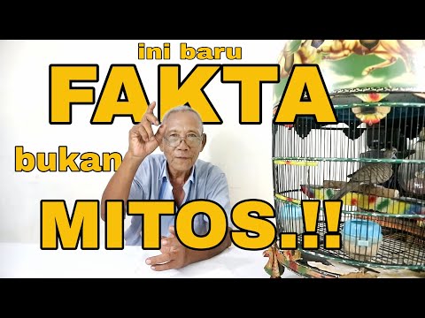 Bukan MITOS.!!! Burung PERKUTUT LOKAL Berubah Menjadi ULAR Bukti NYATA Kisah Mbah Min