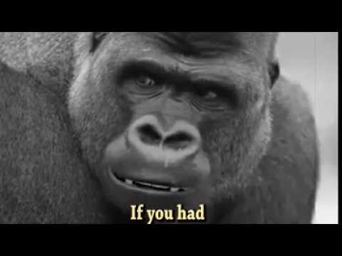 harambe lose yourself new