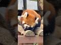 #shorts まんまタイムでリンゴくじを貰った円実ちゃん　レッサーパンダ　大森山動物園にて　2026年9月20日