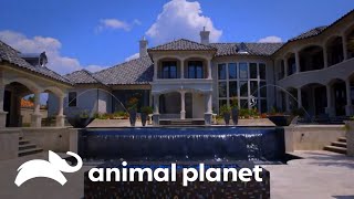A incrível piscina de uma propriedade luxuosa | Um Show de Piscina  | Animal Planet Brasil