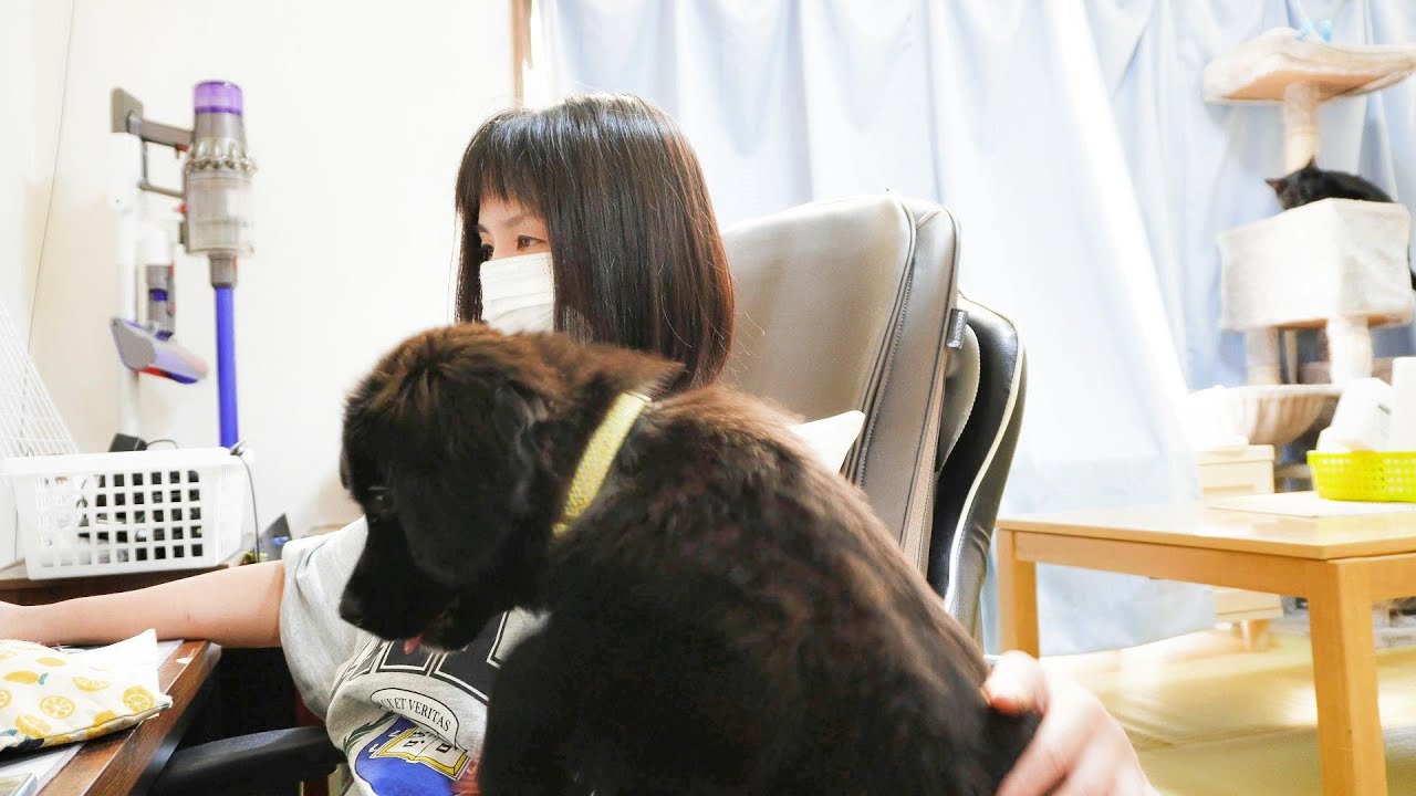 はしゃぎすぎて猫に怒られる子犬！