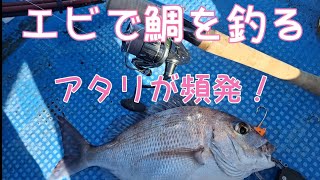 【秋の高活性！】ひとつテンヤ真鯛釣り