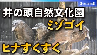 希少な渡り鳥「ミゾゴイ」のヒナ３羽すくすくと　東京・井の頭自然文化園