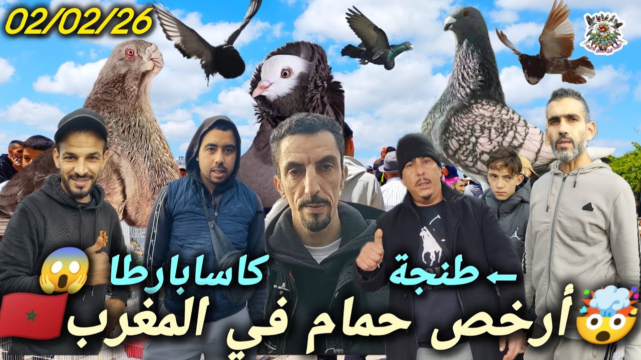 #سوق #الحمام كاساباراطا طنجة 🕊️ فرجة وتجارة أجمل أنواع النافخ النرويجي الأندلسي الهولندي القزم 😱
