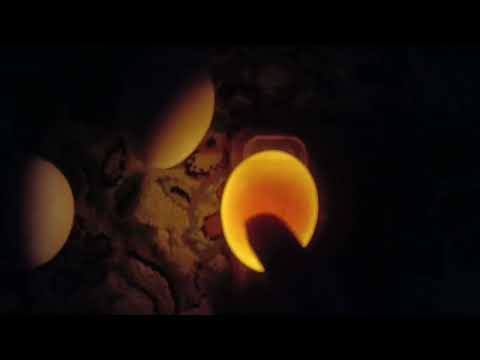 طریقه تشخیص تخم نطفه دار و بی نطفه در روزهای جوجه کشی در دستگاه جوجه کشی به روشی خیلی ساده و مطمئن