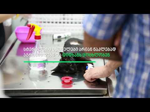 შინაური ცხოველების სტერილიზაცია