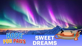 Relaxing Sleep Music for Stress Relief, Sleeping and Meditation for you and your pets.