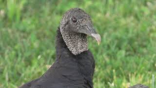 Missouri Department of Agriculture on Black Vultures