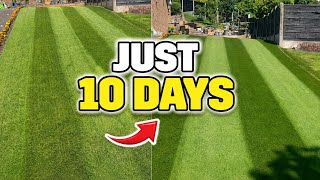 Your Lawn Will Be Green in Just 10 Days (Proven Method)