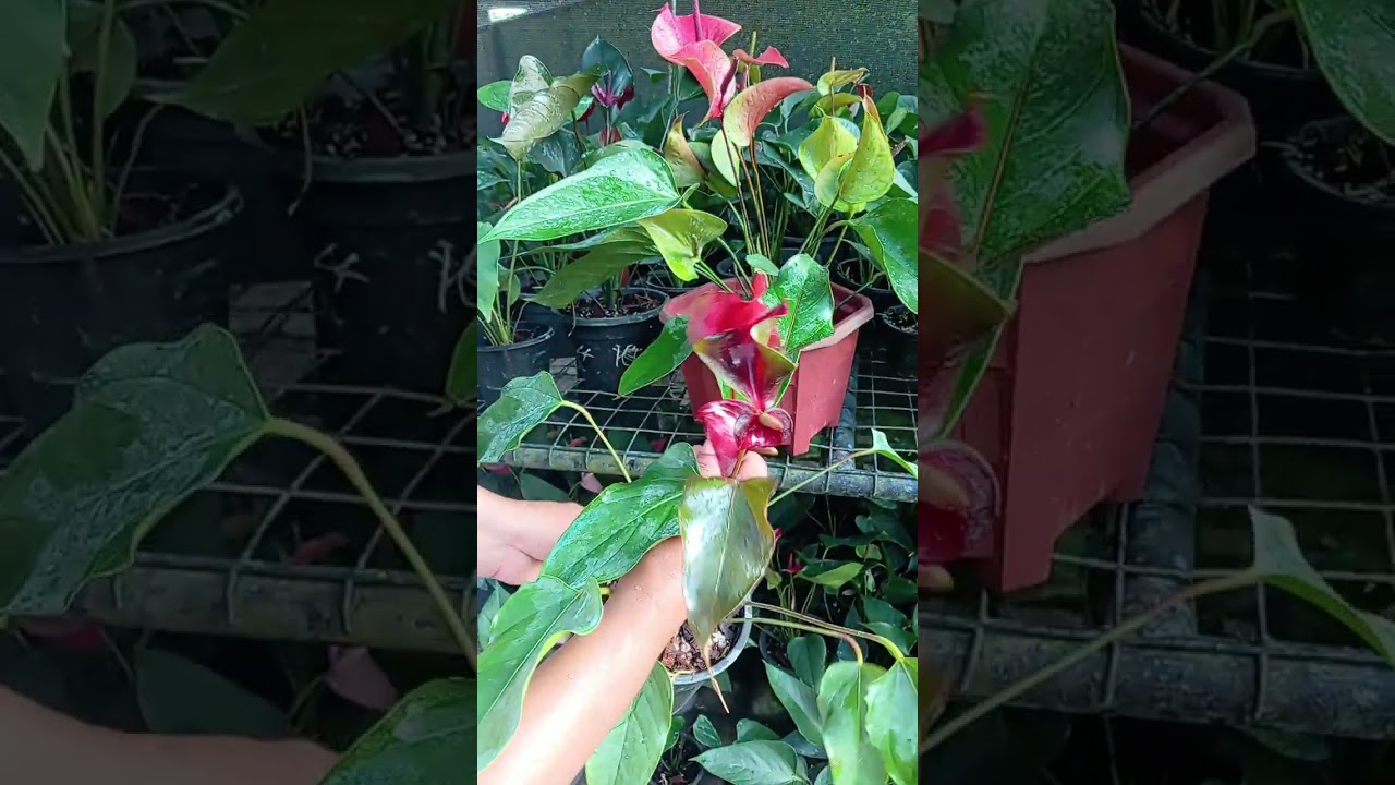 අවශ්‍ය කෙනෙකු සිටී නම් විමසන්න   contact no - 0769419230 whatsapp-0773286191