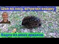 Австралийская Ехидна в дикой природе. (видео 013)
