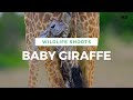 New born girafee from masai mara  wildlife shorts  poorna kedar