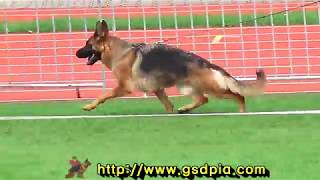 Baisha Di Casa Caputi