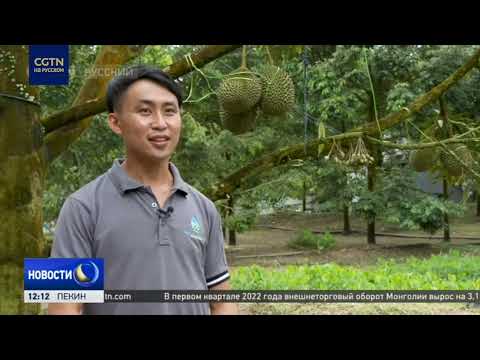 Alibaba Cloud помогает малайзийским фермерам повысить урожайность дуриана