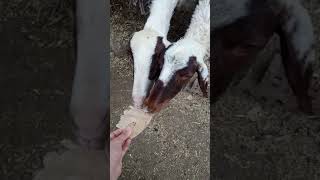 خروف يأكل خبز / A sheep eats bread