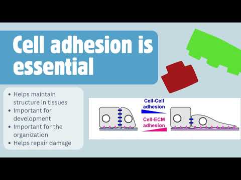 Cell Adhesion BioL 105L Final project