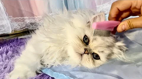 Watch the video about How to Groom a Persian Kitten - Model Angel Petit