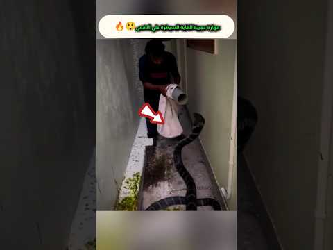 افعي شرسة كادت أن تبتلع يد الرجل