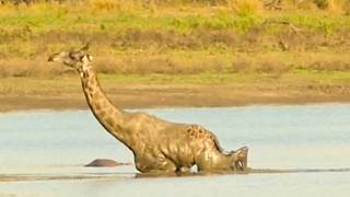 Giraffe's Desperate Escape from Crocodile-Infested Mud