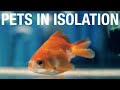 Pets in Isolation
