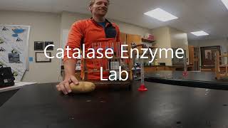 Catalase Enzyme Lab