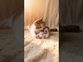 舔醒赖床的小猫咪 #ai短片 #cute #治愈系 #ai短片 #治愈系 #animals #funny #monkey #baby #cutecat #cuteanimals #kitten