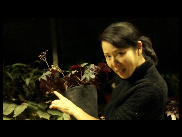 Hanagoen Gardening Series, Part 11: How to Grow Rhizome Begonias