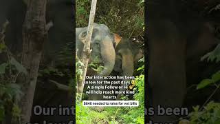 Their lives depend on our choices.Stand with us for ethical elephant care 🐘Donate via link in bio