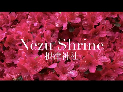 【Tokyo】Nezu Shrine (根津神社)