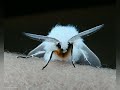 All Moth's are cute
