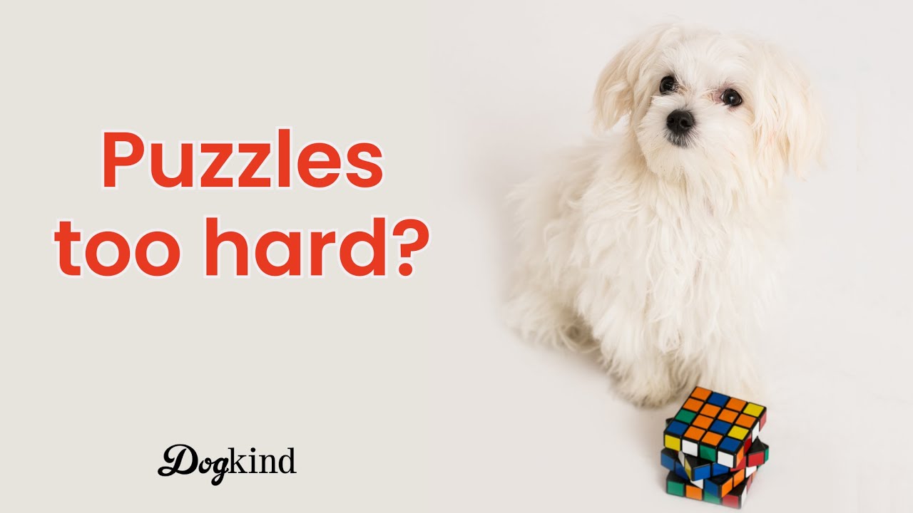 Головоломки для пугливых собак