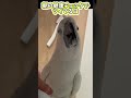 毎朝おちりをチェックされるオウムの日課 #shorts
