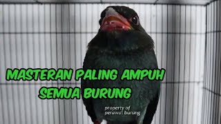 Masteran burung paling ampuh suara tengkek buto