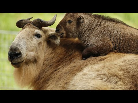 Video: Somiglianze e differenze tra animali della stessa specie: gnu, camoscio, blackbuck